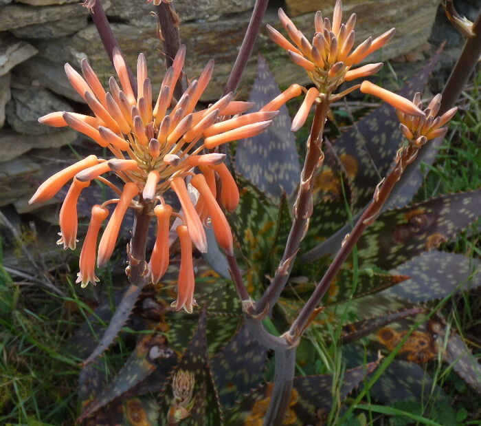 Flore de la Corse