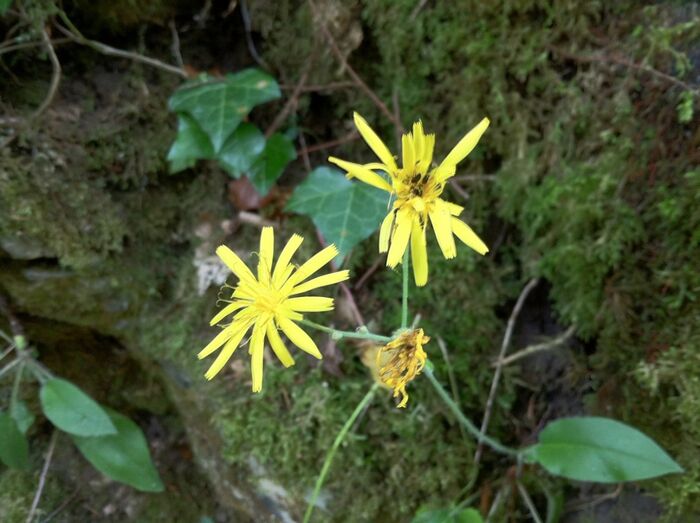 Flore de la Corse