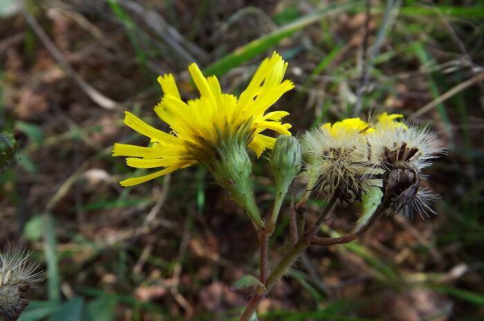 Flore de la Corse