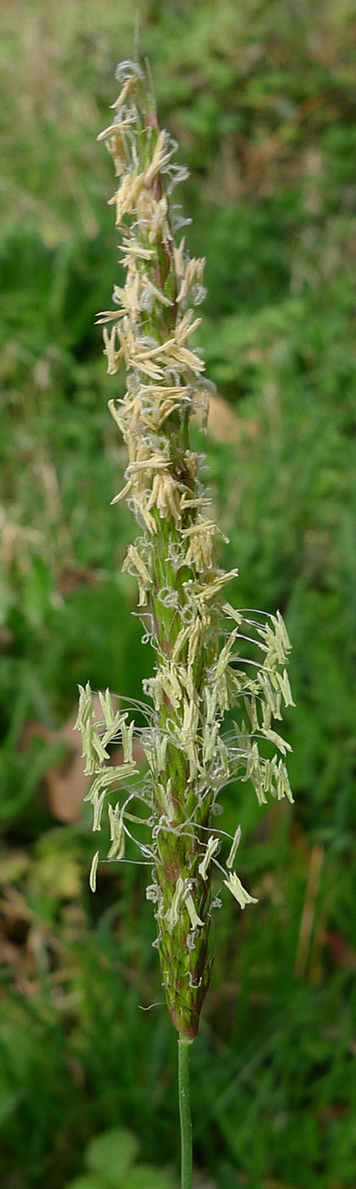 Flore de la Corse