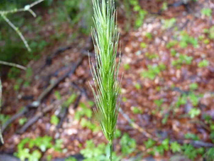 Flore de la Corse