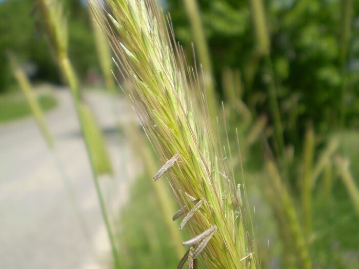 Flore de la Corse