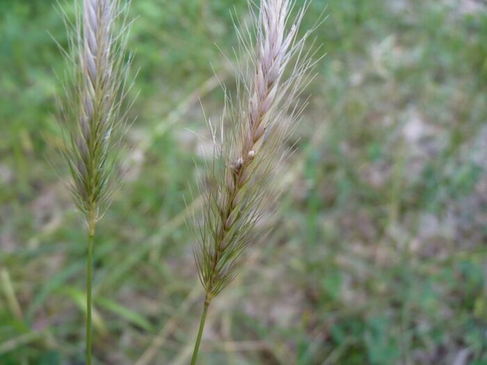 Flore de la Corse