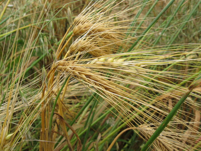 Flore de la Corse