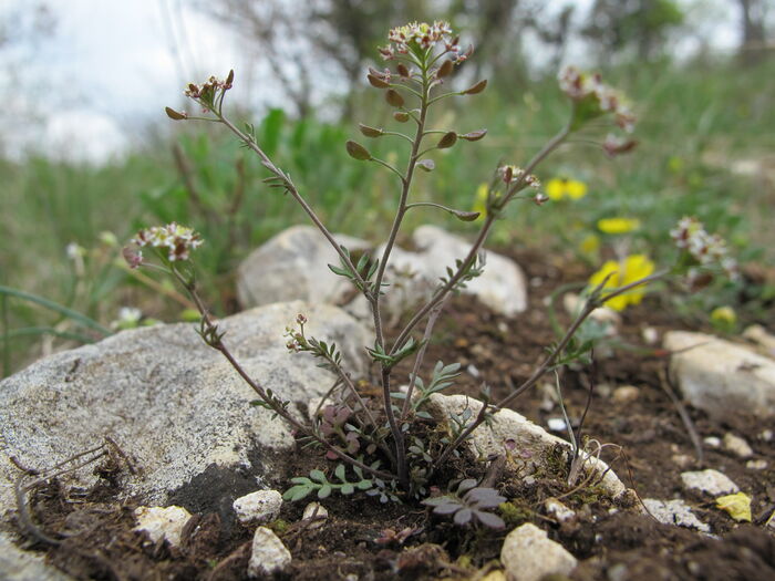 Flore de la Corse