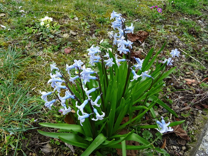 Flore de la Corse