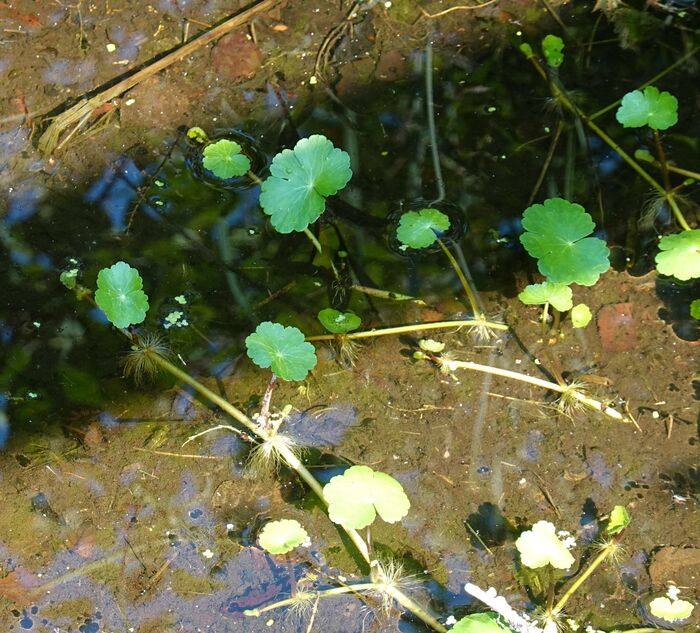 Flore de la Corse