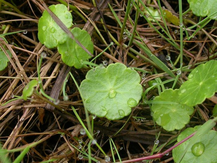 Flore de la Corse