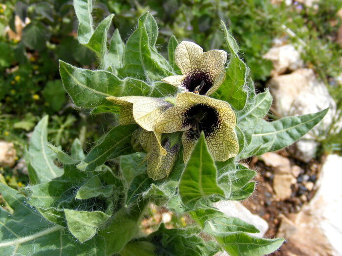 Flore de la Corse