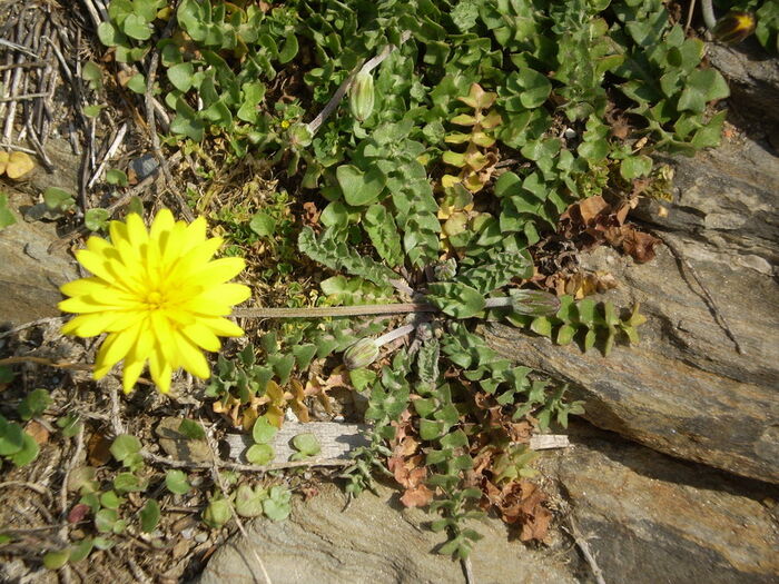 Flore de la Corse