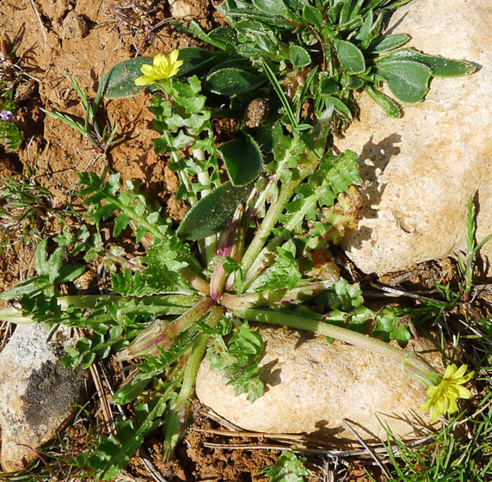 Flore de la Corse