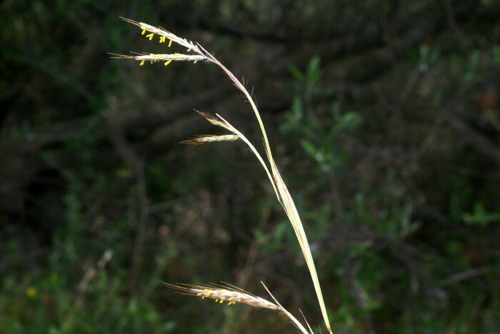 Flore de la Corse