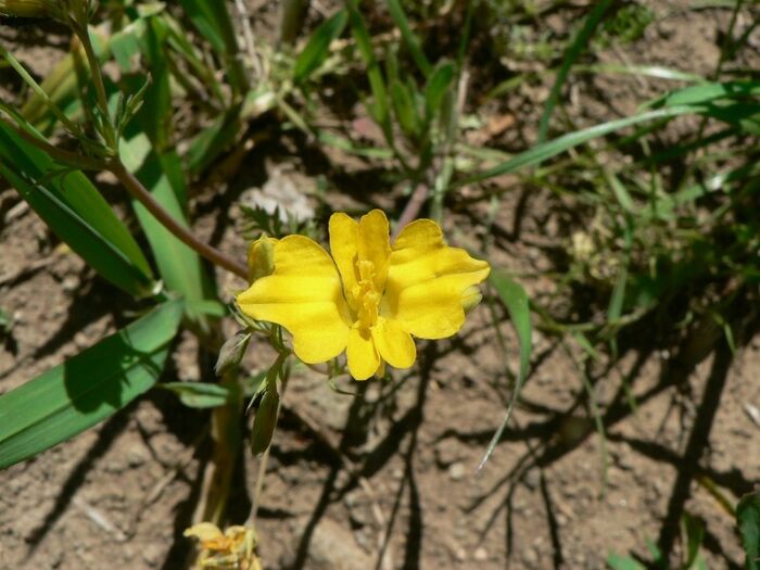 Flore de la Corse