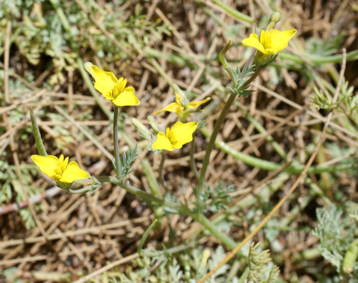 Flore de la Corse