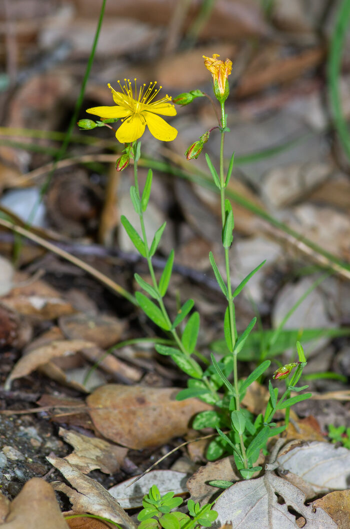 Flore de la Corse