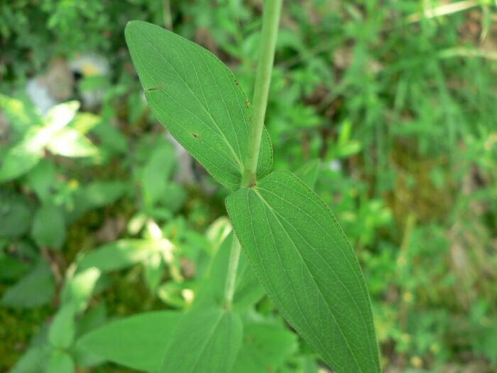 Flore de la Corse