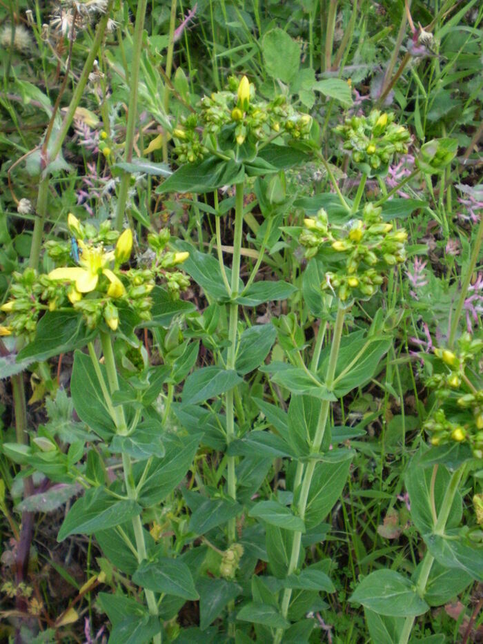 Flore de la Corse