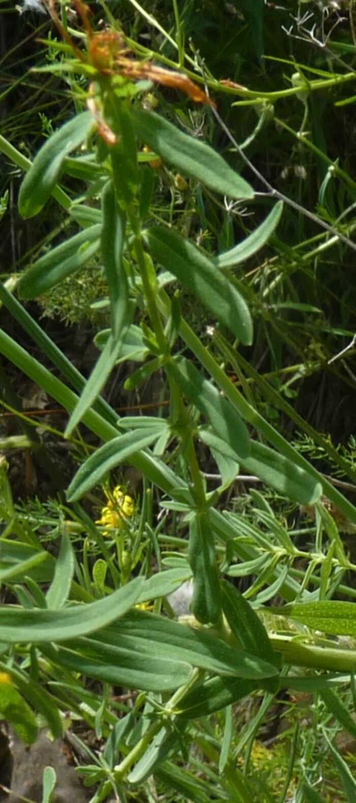 Flore de la Corse