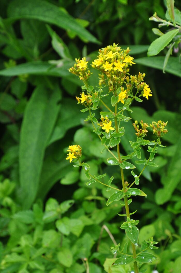 Flore de la Corse