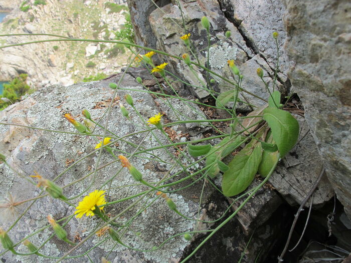 Flore de la Corse