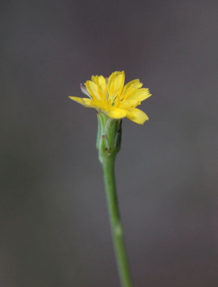 Flore de la Corse