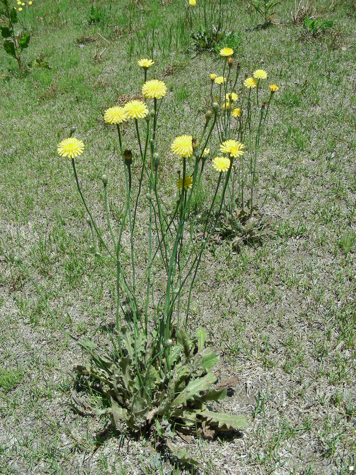 Flore de la Corse