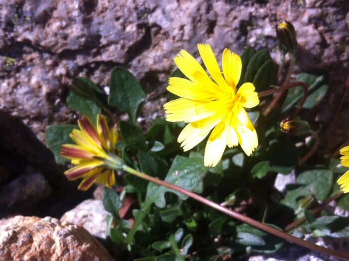 Flore de la Corse