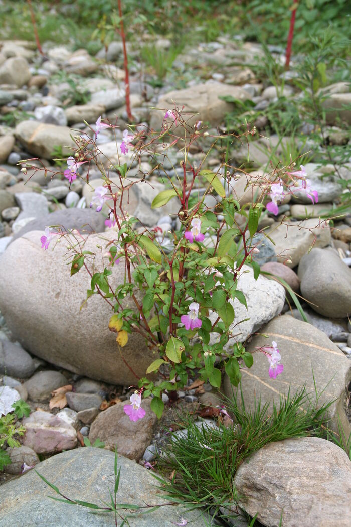 Flore de la Corse