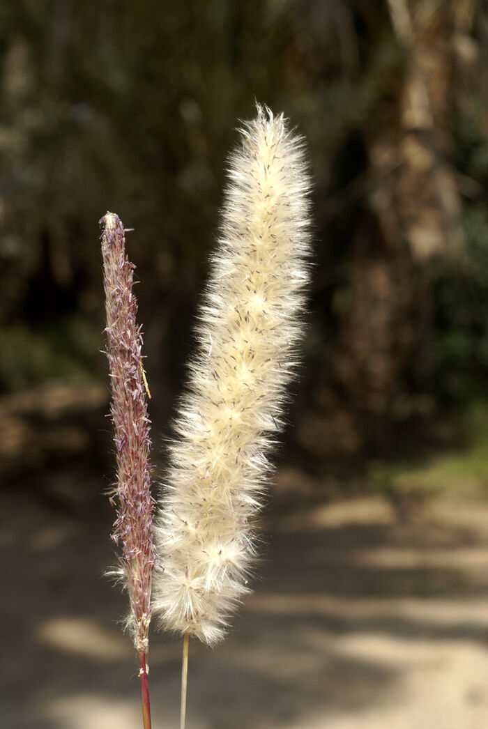 Flore de la Corse