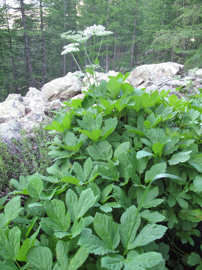 Flore de la Corse