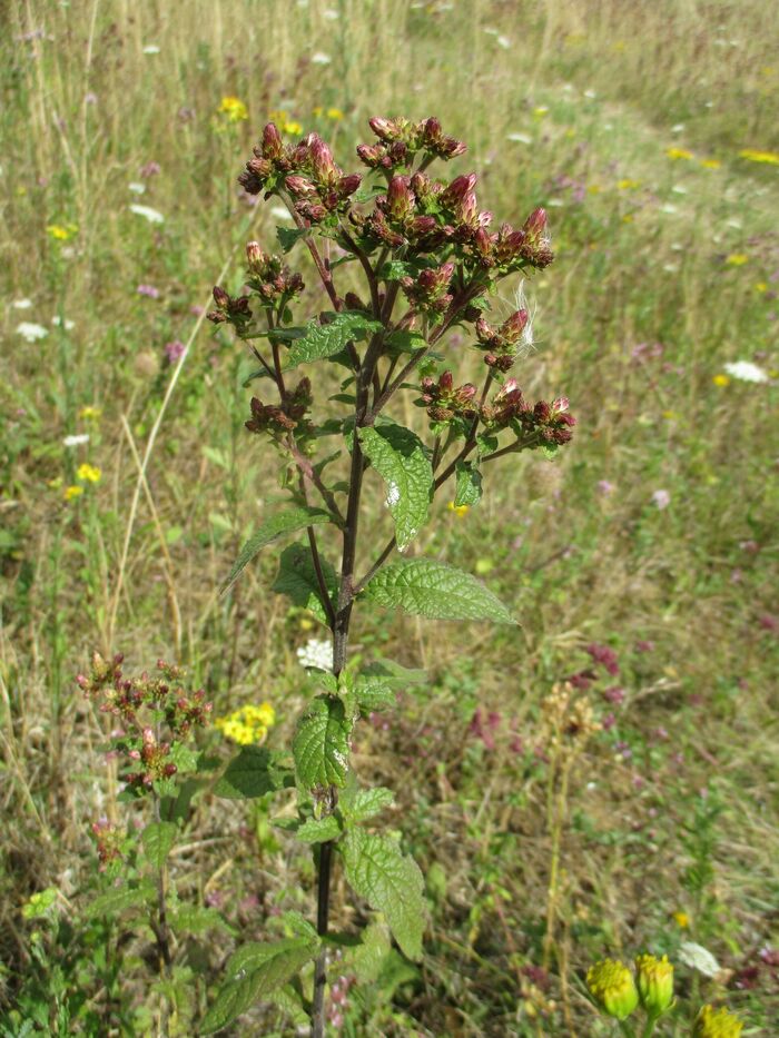 Flore de la Corse