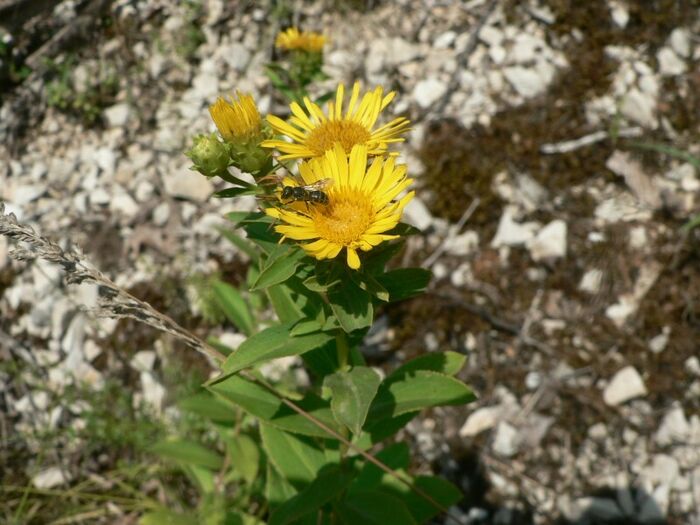 Flore de la Corse