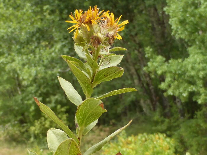 Flore de la Corse