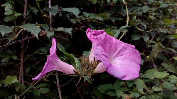 Flore de la Corse