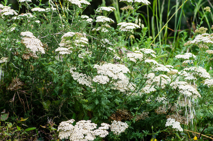 Flore de la Corse