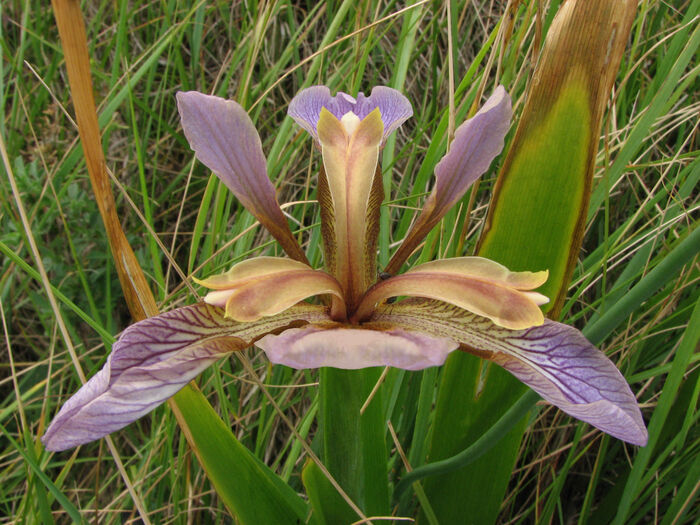 Flore de la Corse