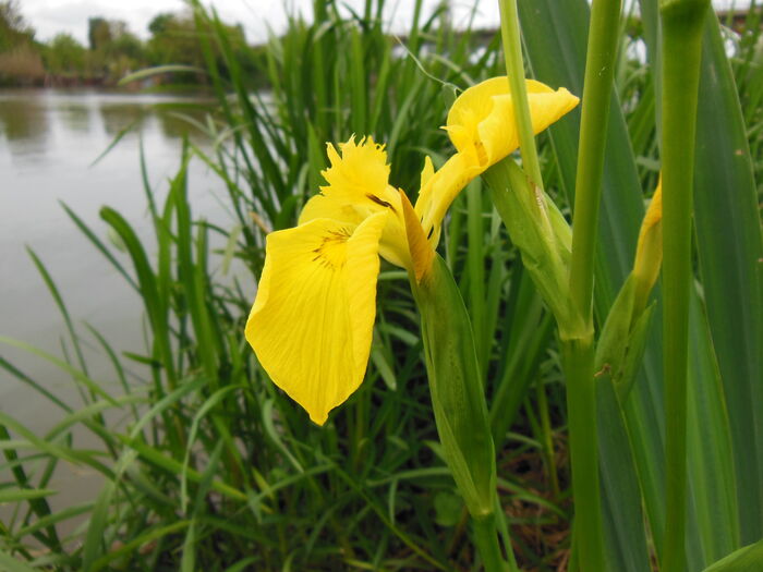 Flore de la Corse