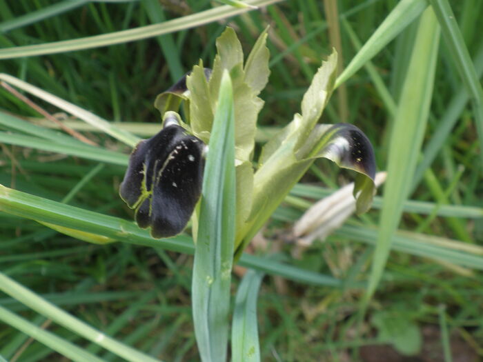 Flore de la Corse