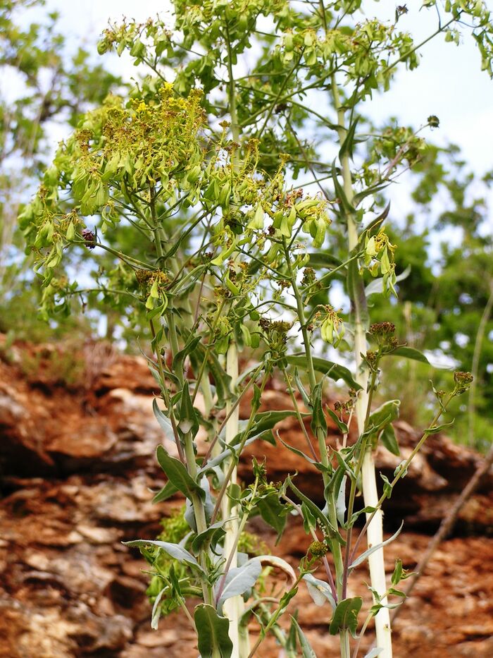 Flore de la Corse