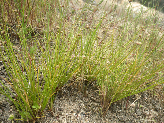 Flore de la Corse