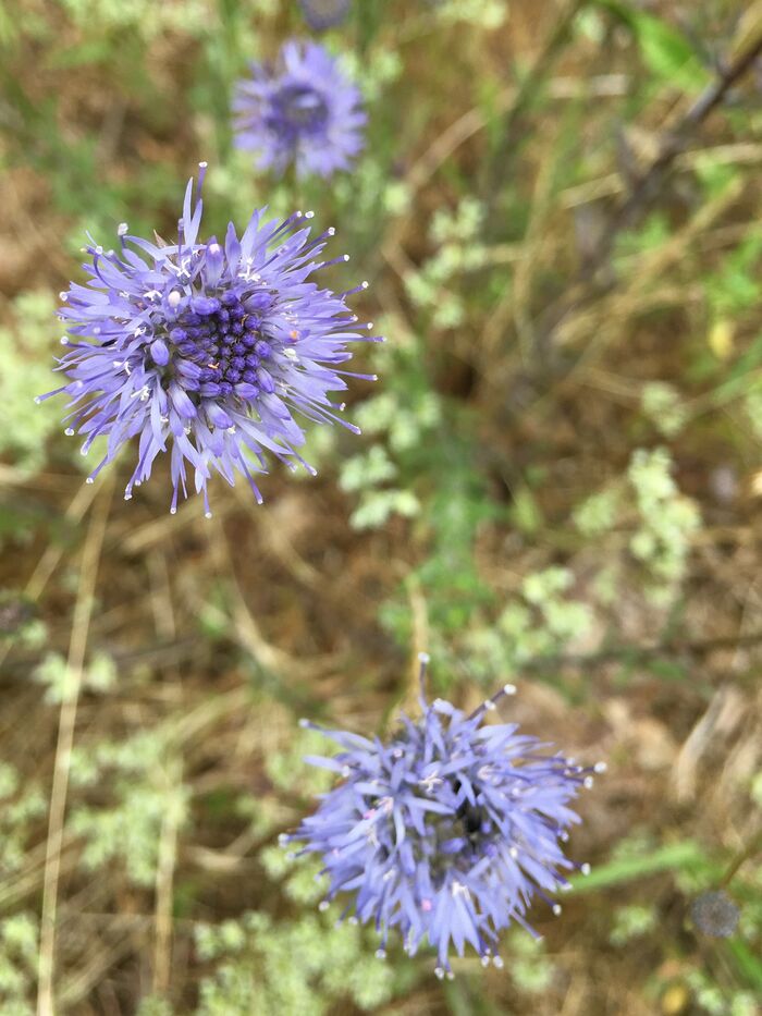 Flore de la Corse