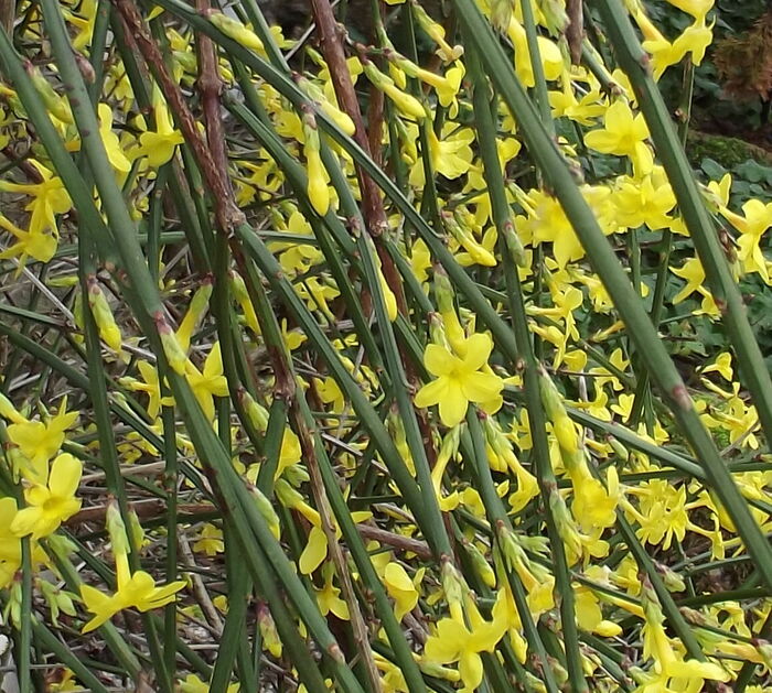 Flore de la Corse