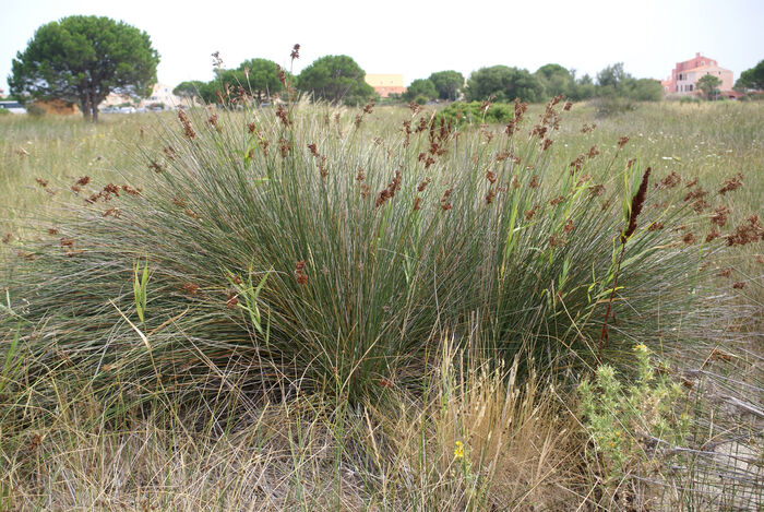 Flore de la Corse