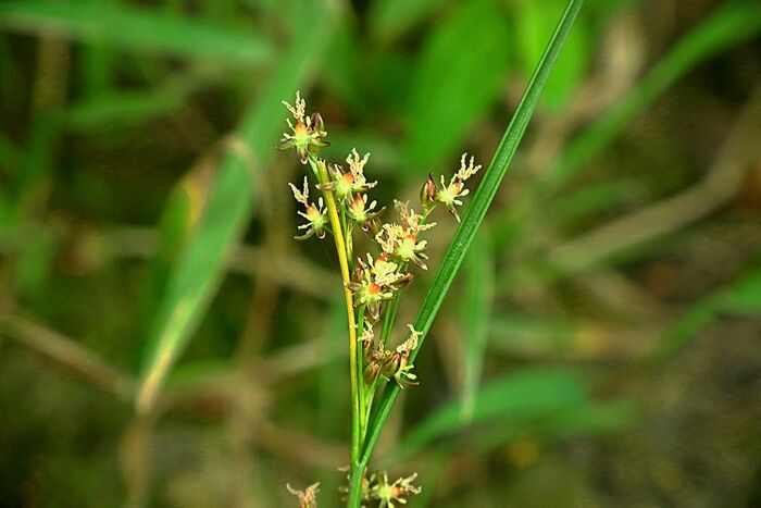 Flore de la Corse