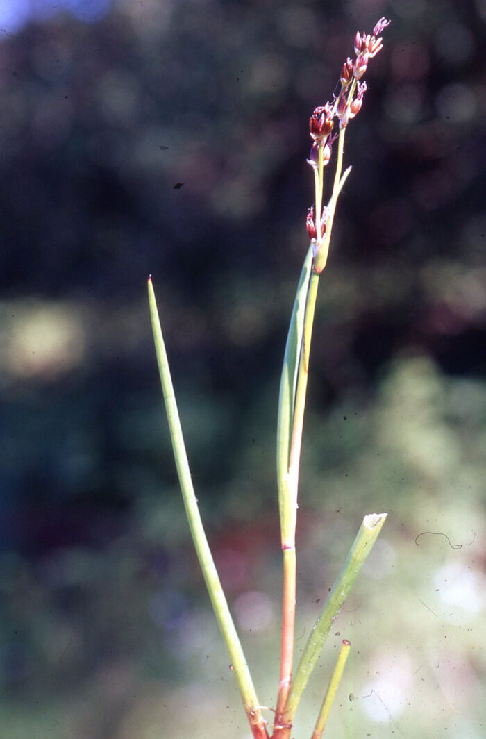 Flore de la Corse