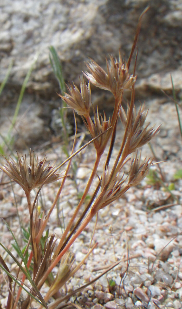 Flore de la Corse