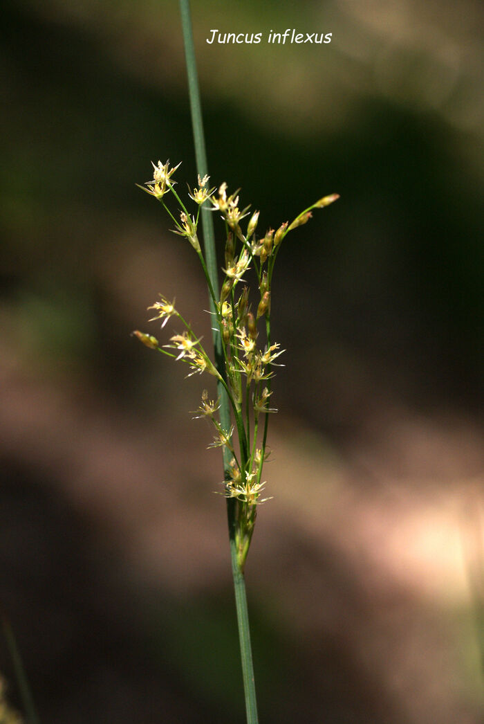 Flore de la Corse