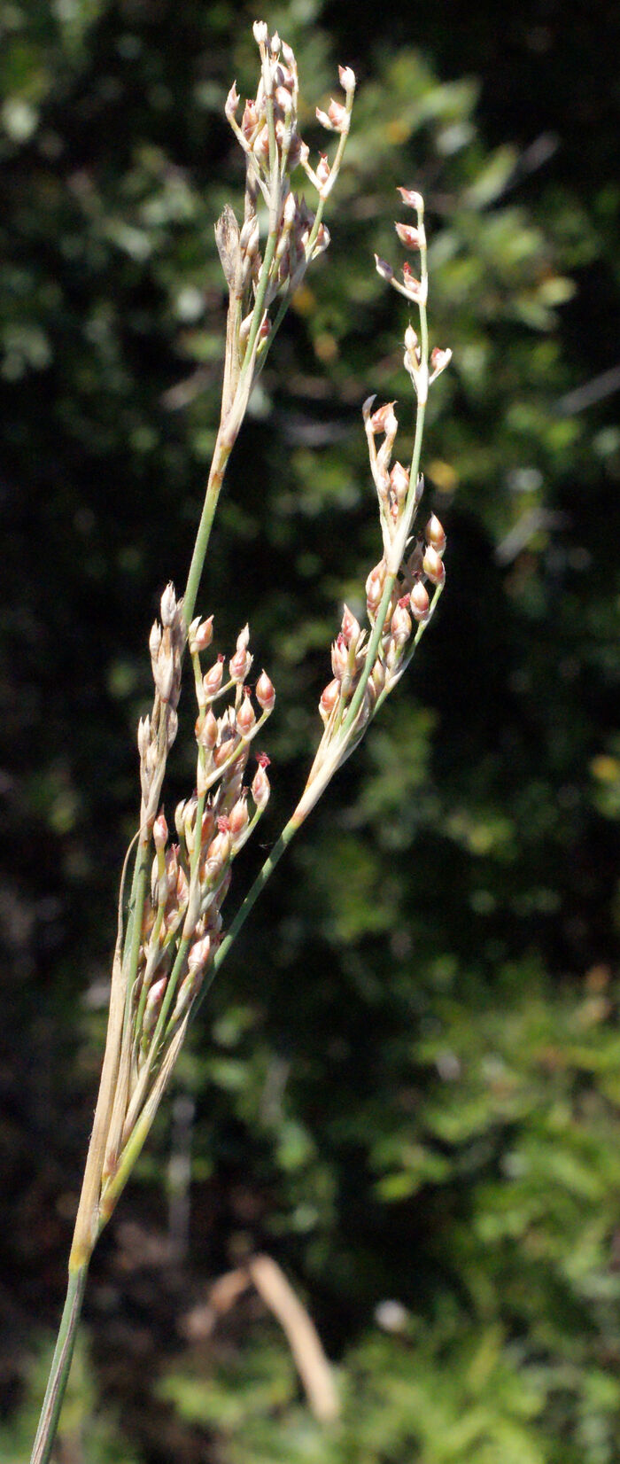 Flore de la Corse