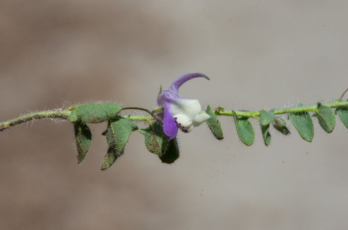 Flore de la Corse