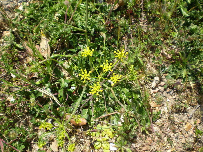 Flore de la Corse